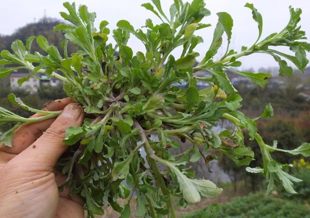 咳嗽老不好?农村这种了不起的野草专治老咳嗽,比止咳药都好使