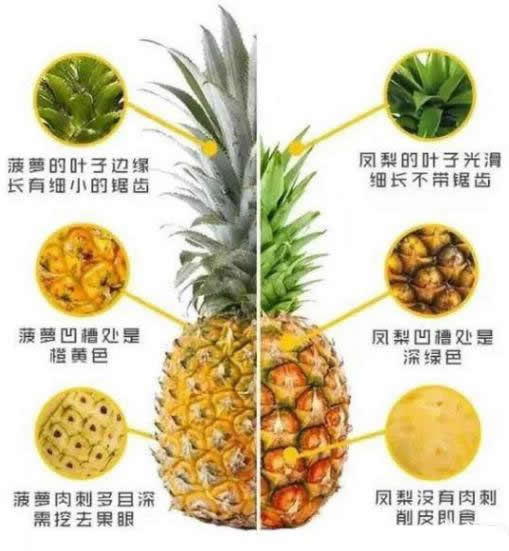 菠萝和凤梨接下来看看主要区别:1,叶子