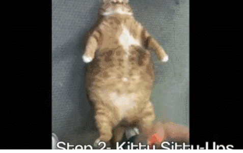 肥猫用3年减肥成最美萌猫,亮瞎了全喵界!