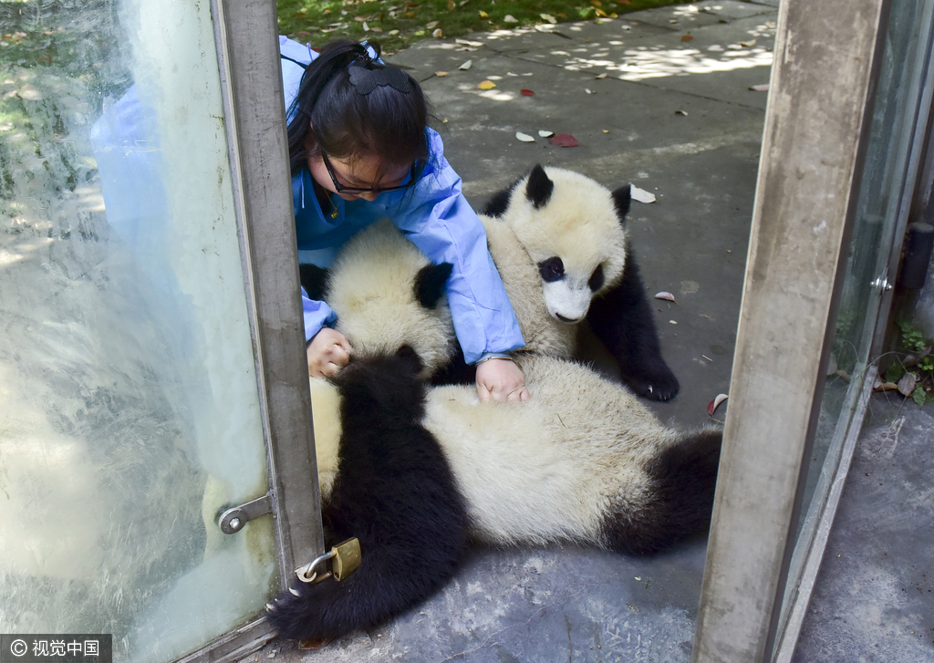 80后女熊猫饲养员 喂熊猫8年练出一身肌肉