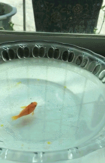 搞笑gif:新娘子出嫁,爸爸都紧张,不行!掐住大腿不能笑