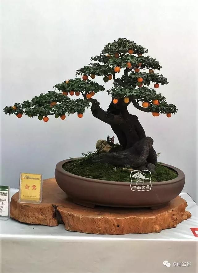 一组精品金弹子盆景欣赏,送给即将远去的2017,祝君事事如意