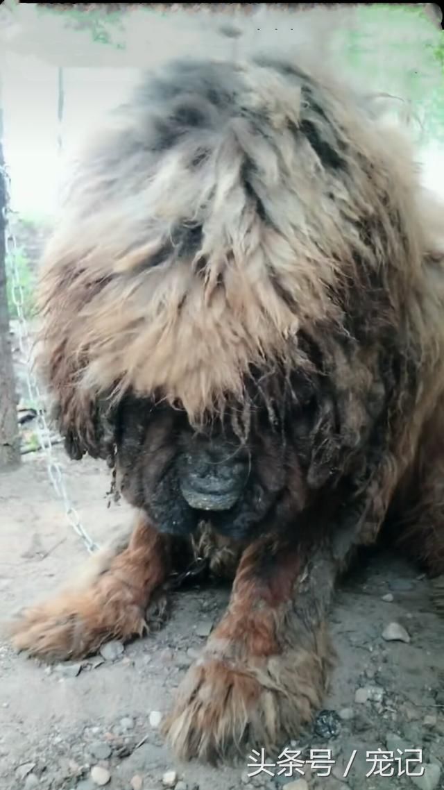 网友说工地上有一只原生藏獒,走近看,狗狗的样子让人愤怒!