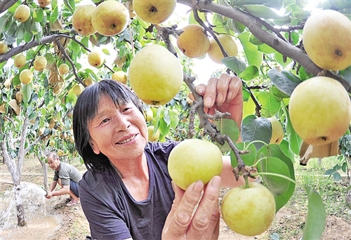 方城县博望镇:黄金梨助力农民增收