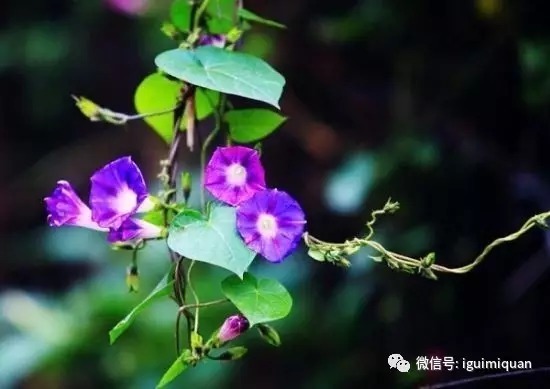 牵牛子药用部位
