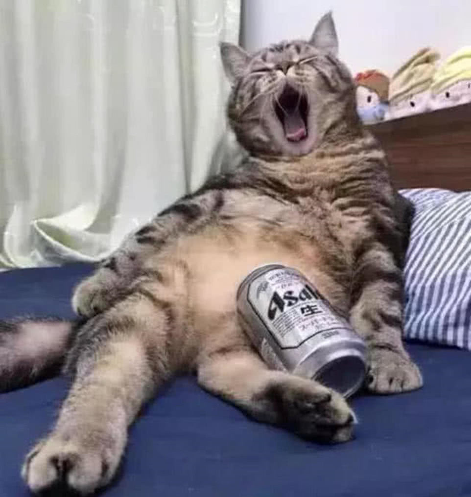 猫咪偷喝主人啤酒,喝醉后直接瘫在了床上,表情笑翻人再来一瓶