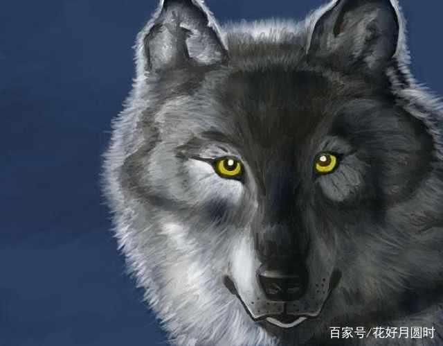 心理测试:哪只狼的眼神最有杀伤力,测你背负着哪种情绪炸药包?