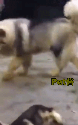 小狗狗见身后有一只大狗,它立马躺地上碰瓷,表情真是绝了