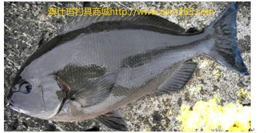 钓期:1-12,旺季:5-9 12,黑毛鱼 黑毛属暖性中下层鱼类,喜栖息于岩礁