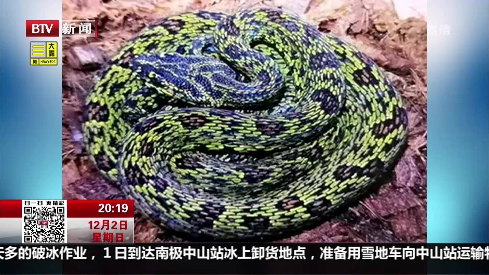 浙江杭州:高中生养毒蛇当宠物 掰开毒牙给蛇上药被咬