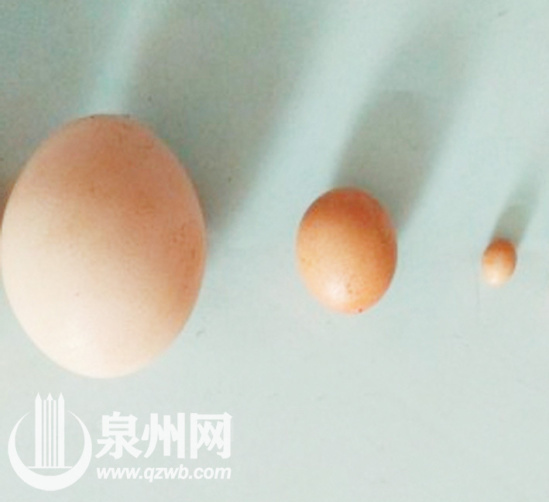 泉州惊现"花生米"大小鸡蛋 刷新吉尼斯世界纪录