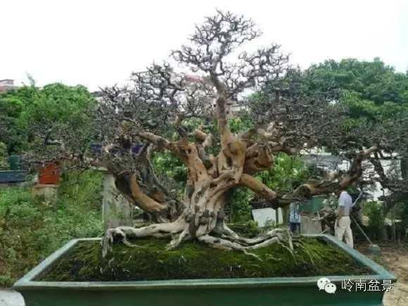 雀梅,根干自然奇特,提根露爪,树姿苍劲古雅,造型优美,古色古香,是中国