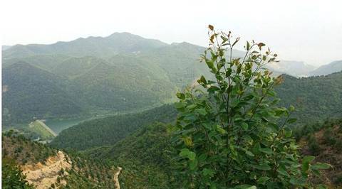 案山(坟墓朝向的山)太靠近坟墓,不但影响生气的流通,还会导致阳气的