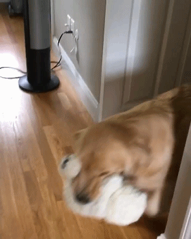 大金毛叼着玩具出来,大家看了直脸红:平时玩的都这么开放么