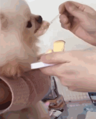 男森则就比较豪爽了,把狗狗当兄弟了,一个饭桌吃饭,甚至开始了谁吃得