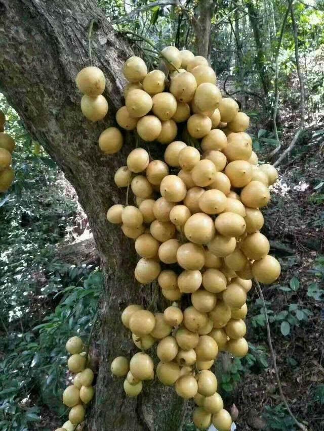 就说水果吧,也是种类繁多,我们常常吃的基本就是苹果,香蕉,草莓之类的