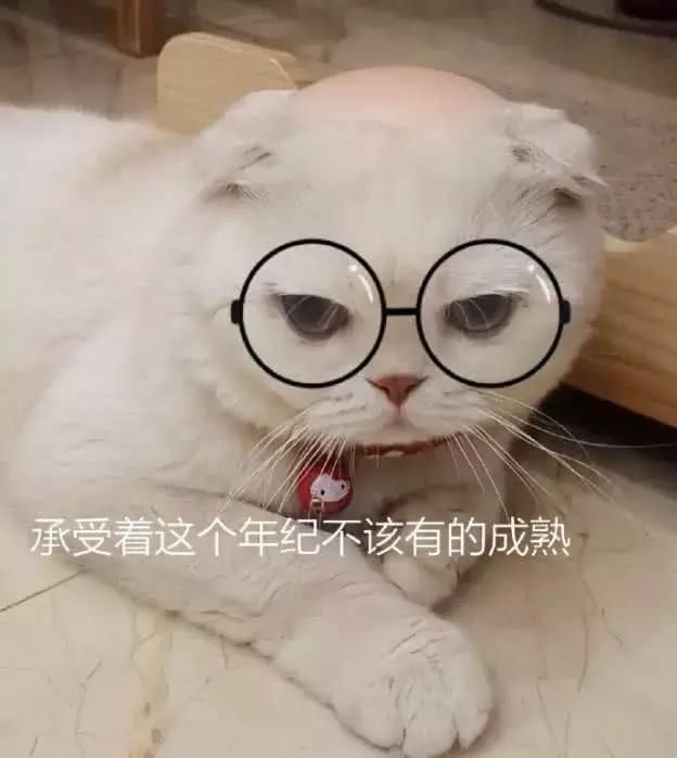 抖音"第一网红猫"刘二豆,粉丝高达3000多万,它是怎么火的呢?