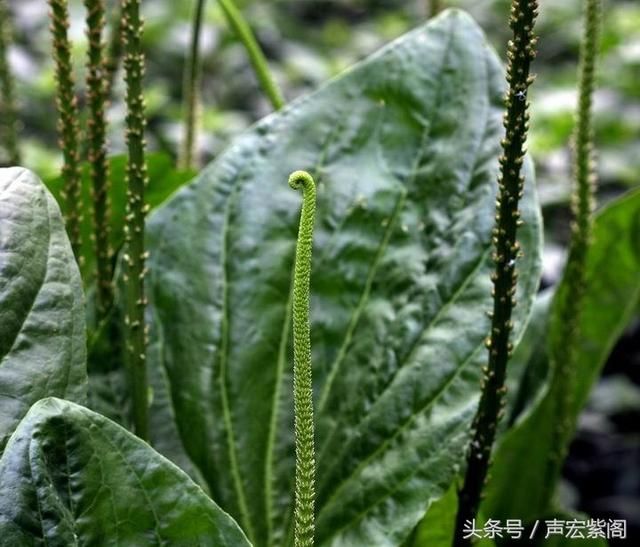 车前草,我们当地人叫它鞋底片或猪耳朵草