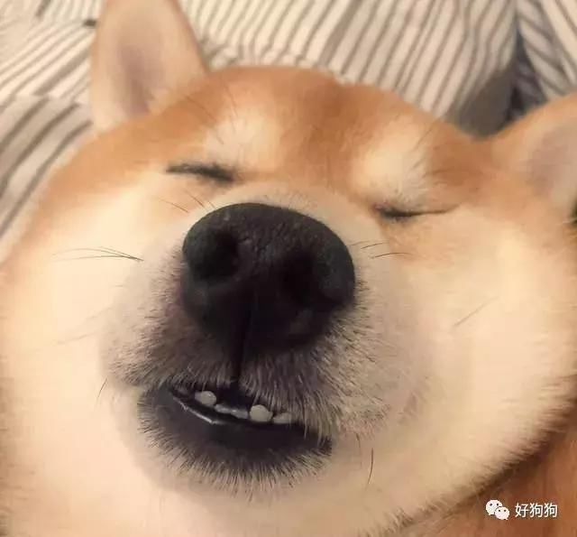 在逗比界柴犬称第二,没有狗子敢称第一,二哈来了也不行