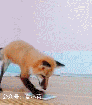 每日分享精彩搞笑动图,欢迎订阅!