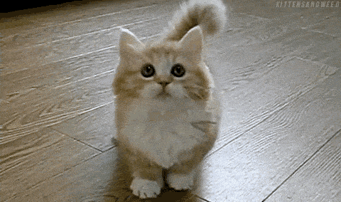 原来奶猫奶狗长得