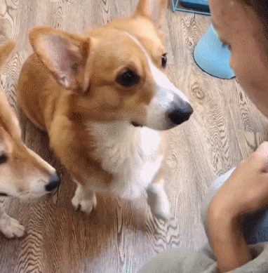 主人用吃的训练小柴犬握手,老柯基看到后的表现出了吃货的本能!