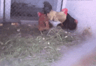 搞笑gif:还有这样的操作?实在太卖力了