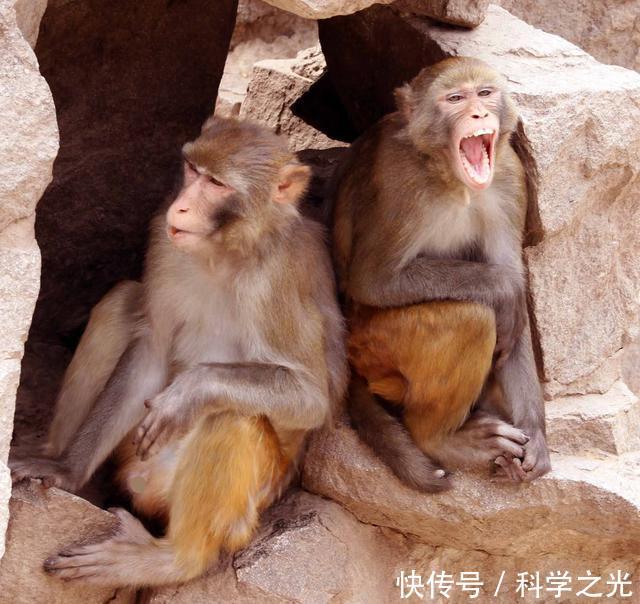 为什么动物生殖和排泄系统的出口在一处?如何进化成了