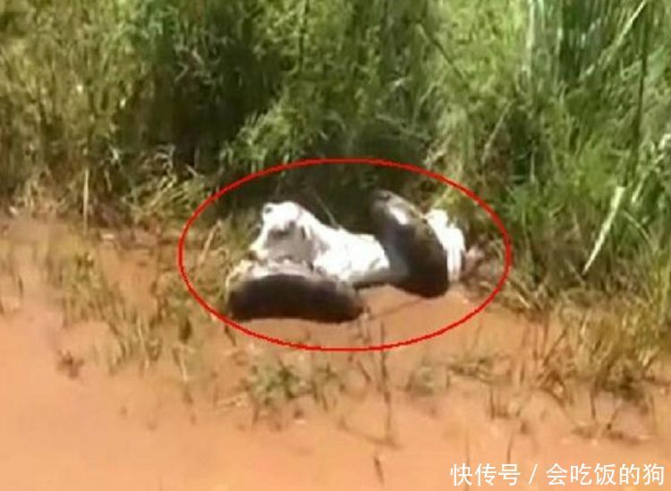 小伙上山放牛,随后见牛含着泪水躺在地上,走近后紧忙找人来帮忙