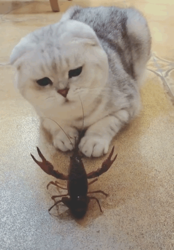 猫咪调戏小龙虾,被夹的嗷嗷叫,喵:主人,麻辣小龙虾了解一下?