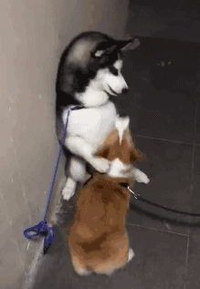 路上遇到一只打架秒怂的哈士奇,太丢狗脸了,网友忍不住笑喷