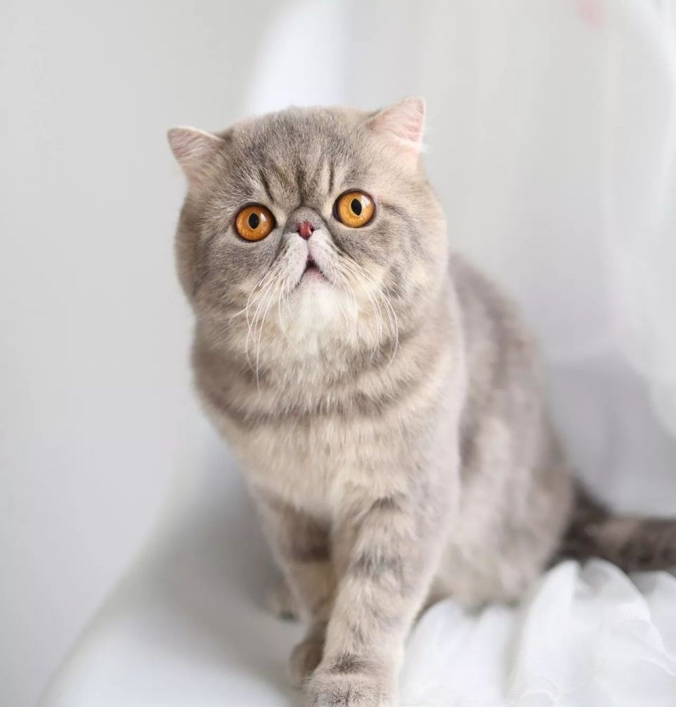 没心机?我们可能都误解了异国短毛猫
