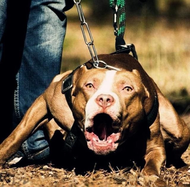 十八种世界顶级猛犬,让你颠覆对猛犬的认知