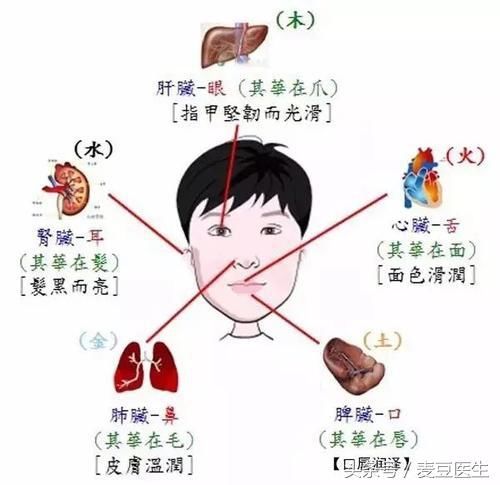 五脏的联系 心开窍于舌 "舌为心之外候",心的功能变化,可以通过舌头