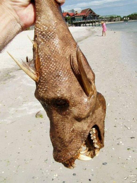 男子海边看到一个不明生物,仔细研究后,百思不得其解