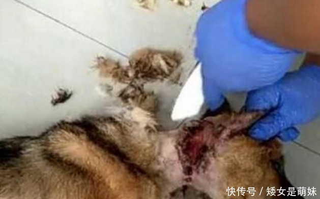 路上发现一颗狗头,被卡在栏杆下面,走近一看怒火中烧!
