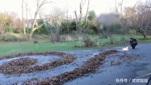 搞笑gif:还好乌龟机智的更胜一筹呢