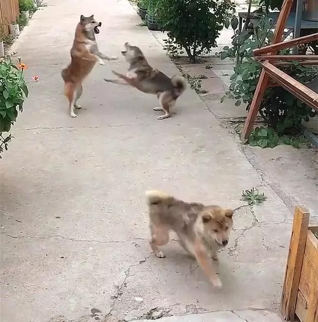 狗狗:妈妈,快看,它们俩打架,晚上别让它们吃饭!