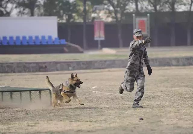 这是一条享连长待遇的军犬,它到底立过什么功?