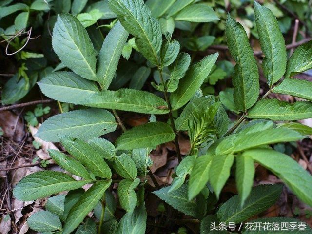 农村的一种"大臭草",又名接骨草,药如其名,治疗跌打损伤一绝