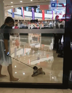 搞笑gif:小伙子凭借纸牌游戏亲吻了全公司姑娘的唇