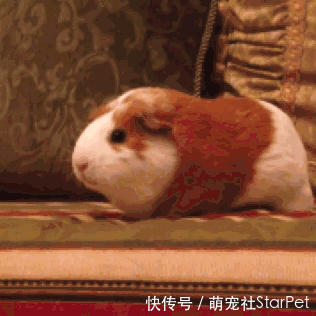 仓鼠全品种介绍,现实版
