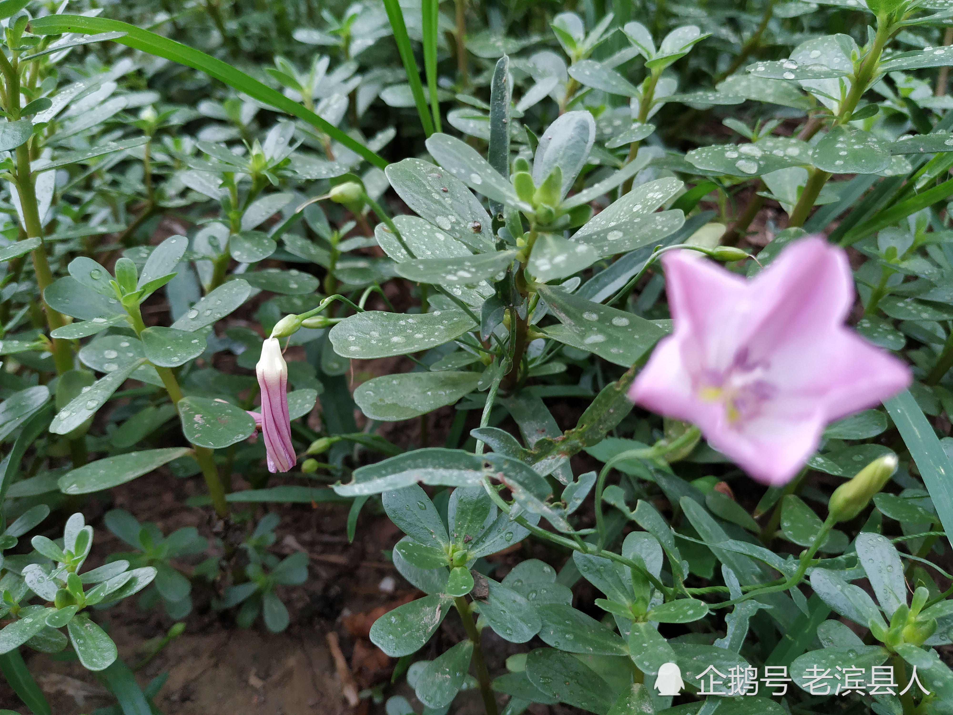 丝瓜,黄瓜,豆角,油麦菜,辣椒其野菜佳品马扎菜更是遍地开花,甚至还有