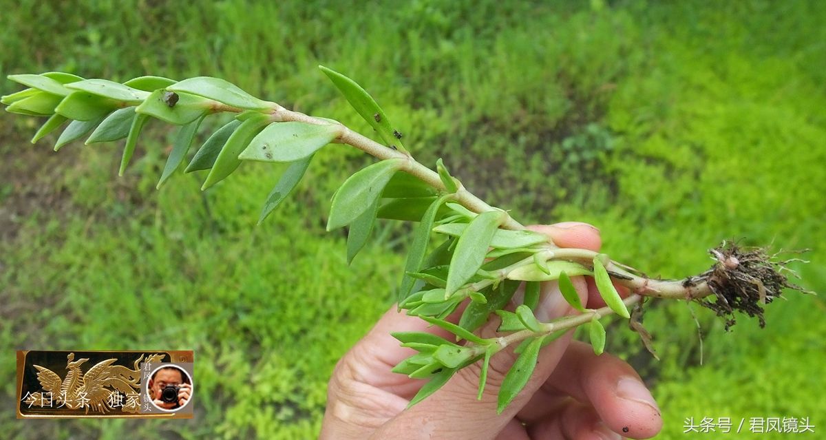 湖北宜昌:乡村,岩石上长满狗牙瓣!是垂盆草?还是佛甲草?