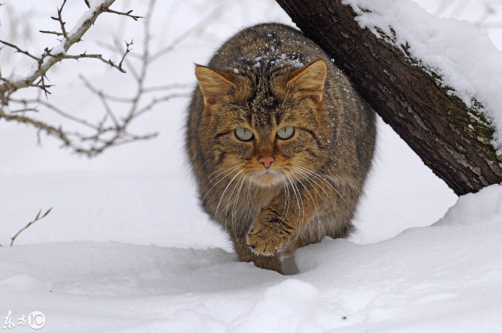 萌哒哒的家猫多了去,来目睹一下欧洲野猫,眼神太霸气