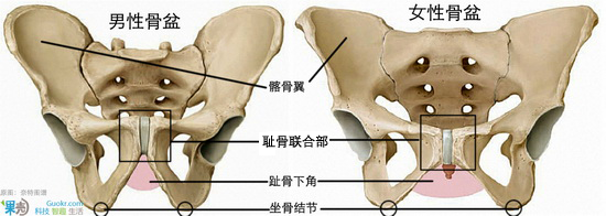 柔术第一美女展身段 来看解剖学怎么解释柔韧