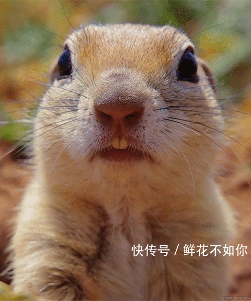 牙擦苏你这是咋了,为何变成鼠了
