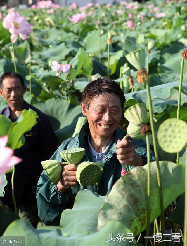 江南可采莲,莲叶何田田! 鱼戏莲叶间. 鱼戏莲叶东. 鱼戏莲叶西.