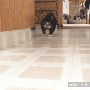 2,一只走路顺拐的圣上.