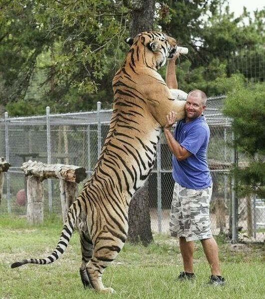 用几张图片告诉你,为什么老虎是百兽之王!